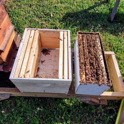 2022 5-Frame Nuc next to 10 frame deep box from Flying Bee Ranch in Salem, Oregon